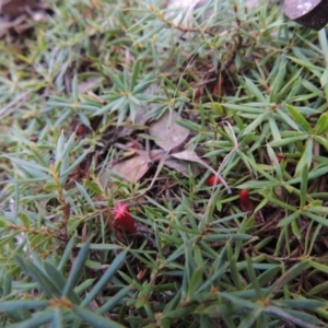 Styphelia humifusum at Canberra Central, ACT - 26 Mar 2017