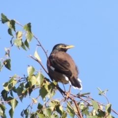 Acridotheres tristis (Common Myna) at Conder, ACT - 26 Mar 2017 by MichaelBedingfield