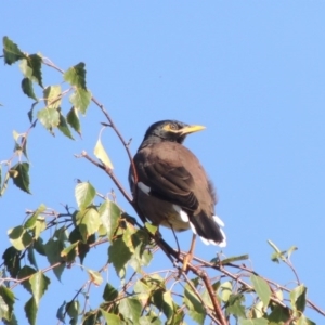 Acridotheres tristis at Conder, ACT - 26 Mar 2017 09:55 AM