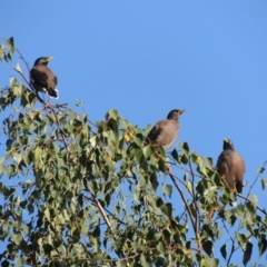 Acridotheres tristis at Conder, ACT - 26 Mar 2017 09:55 AM