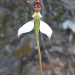Eriochilus cucullatus (Parson's Bands) at Canberra Central, ACT - 27 Mar 2017 by RWPurdie