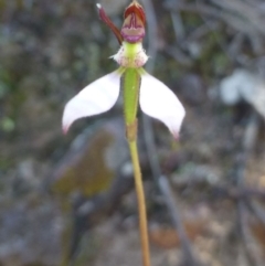 Eriochilus cucullatus (Parson's Bands) at Black Mountain - 26 Mar 2017 by RWPurdie