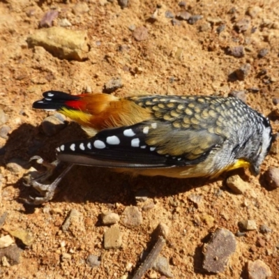 Pardalotus punctatus (Spotted Pardalote) at O'Connor, ACT - 26 Mar 2017 by RWPurdie