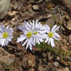 Brachyscome rigidula (Hairy Cut-leaf Daisy) at Black Mountain - 26 Mar 2017 by RWPurdie