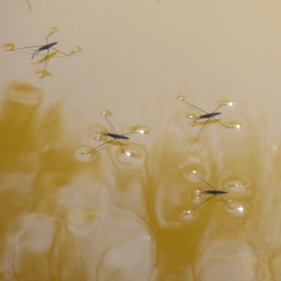 Gerridae (family) (Unidentified water strider) at Stromlo, ACT - 26 Mar 2017 by Mike