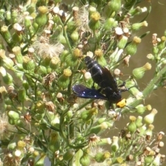 Scolia (Discolia) verticalis (Yellow-headed hairy flower wasp) at Bullen Range - 26 Mar 2017 by Mike