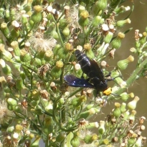 Scolia (Discolia) verticalis at Stromlo, ACT - 26 Mar 2017