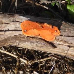 Trametes coccinea at Stromlo, ACT - 26 Mar 2017