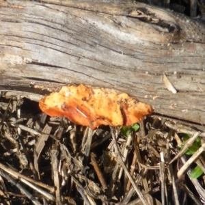 Trametes coccinea at Stromlo, ACT - 26 Mar 2017