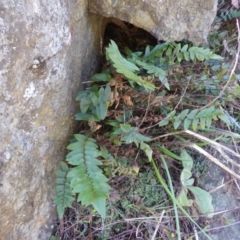 Pellaea calidirupium (Hot Rock Fern) at Bullen Range - 26 Mar 2017 by Mike