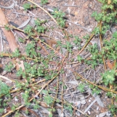 Dysphania pumilio (Small Crumbweed) at Hughes, ACT - 18 Mar 2016 by ruthkerruish