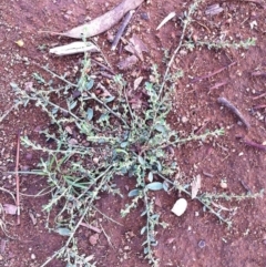 Polygonum (genus) (Wireweed) at Hughes, ACT - 25 Mar 2017 by ruthkerruish