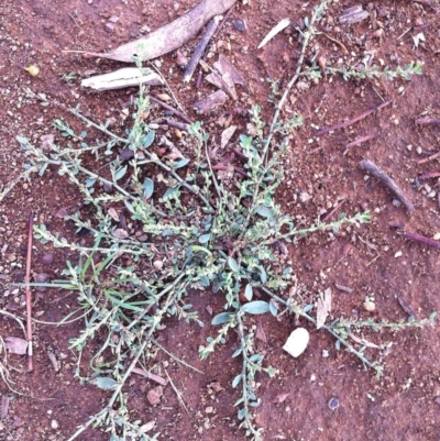 Polygonum (genus) (Wireweed) at Hughes, ACT - 25 Mar 2017 by ruthkerruish