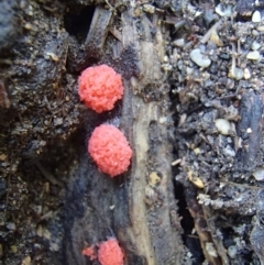 Tubifera sp. pink form at Bermagui, NSW - 27 Mar 2017 by narelle