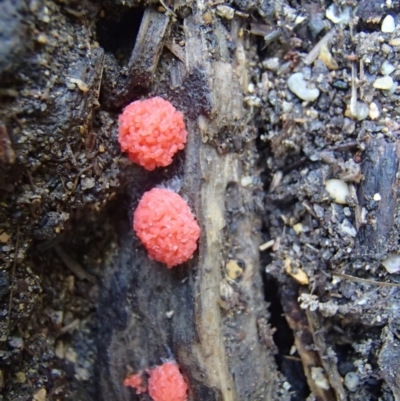 Tubifera sp. pink form at Bermagui, NSW - 27 Mar 2017 by narelle