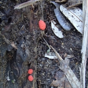 Tubifera sp. at Bermagui, NSW - 27 Mar 2017