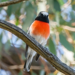 Petroica boodang (Scarlet Robin) at Goorooyarroo NR (ACT) - 26 Mar 2017 by CedricBear