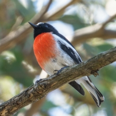 Petroica boodang at Goorooyarroo NR (ACT) - 27 Mar 2017 10:40 AM