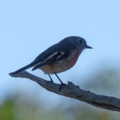 Petroica boodang at Goorooyarroo NR (ACT) - 27 Mar 2017 10:40 AM