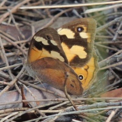 Heteronympha merope (Common Brown Butterfly) at Mount Majura - 26 Mar 2017 by michaelb