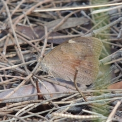 Heteronympha merope at Canberra Central, ACT - 26 Mar 2017