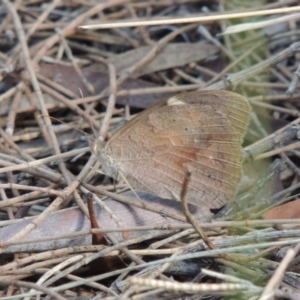 Heteronympha merope at Canberra Central, ACT - 26 Mar 2017