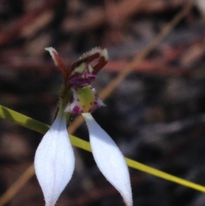 Eriochilus cucullatus at Cotter River, ACT - 26 Mar 2017