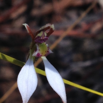 Eriochilus cucullatus (Parson's Bands) at Lower Cotter Catchment - 26 Mar 2017 by PeterR
