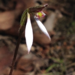 Eriochilus cucullatus at Cotter River, ACT - 26 Mar 2017