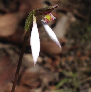 Eriochilus cucullatus at Cotter River, ACT - 26 Mar 2017