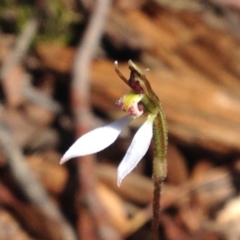 Eriochilus cucullatus at Cotter River, ACT - 26 Mar 2017