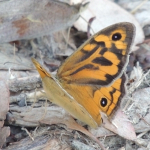 Heteronympha merope at Tennent, ACT - 13 Dec 2014