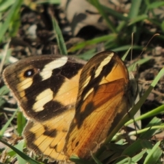 Heteronympha merope (Common Brown Butterfly) at Pollinator-friendly garden Conder - 6 Apr 2014 by michaelb