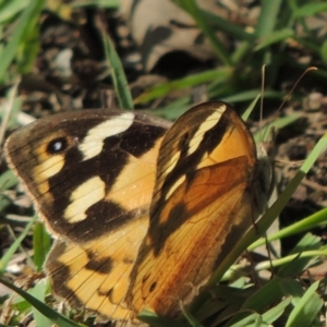 Heteronympha merope at Conder, ACT - 6 Apr 2014 01:46 PM