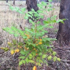 Koelreuteria paniculata (Golden Rain Tree) at Hughes Garran Woodland - 25 Mar 2017 by ruthkerruish