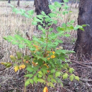 Koelreuteria paniculata at Garran, ACT - 25 Mar 2017 05:14 PM