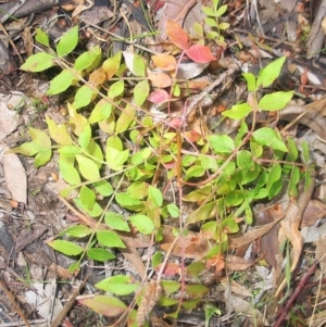 Pistacia chinensis at Hughes, ACT - 22 Mar 2017 12:00 AM