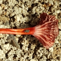 Cruentomycena viscidocruenta (Ruby Mycena) at Stromlo, ACT - 26 Mar 2017 by Mike