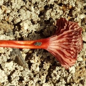 Cruentomycena viscidocruenta at Stromlo, ACT - 26 Mar 2017