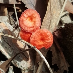 Cruentomycena viscidocruenta at Stromlo, ACT - 26 Mar 2017 03:12 PM