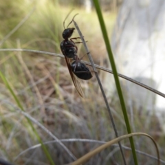 Iridomyrmex purpureus (Meat Ant) at Mount Majura - 26 Mar 2017 by AndyRussell