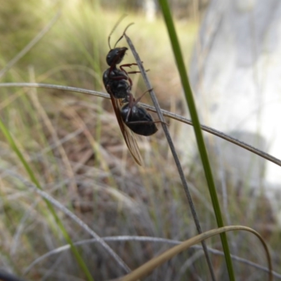 Iridomyrmex purpureus (Meat Ant) at Canberra Central, ACT - 26 Mar 2017 by AndyRussell