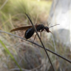 Camponotus sp. (genus) at Canberra Central, ACT - 26 Mar 2017