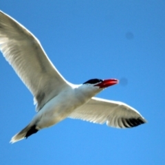 Hydroprogne caspia (Caspian Tern) at Wallagoot, NSW - 15 Jan 2017 by MichaelMcMaster