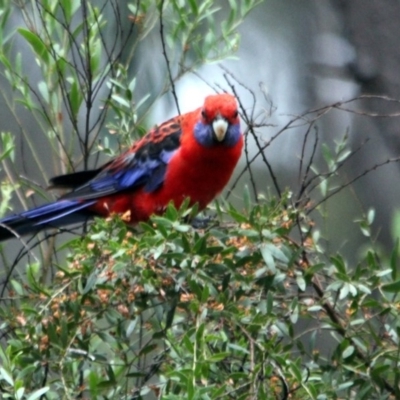 Platycercus elegans (Crimson Rosella) at Kalaru, NSW - 15 Jan 2017 by MichaelMcMaster