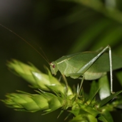 Caedicia simplex (Common Garden Katydid) at Kambah, ACT - 1 Dec 2014 by HarveyPerkins