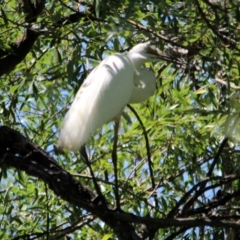 Ardea alba (Great Egret) at Bega, NSW - 16 Jan 2017 by MichaelMcMaster