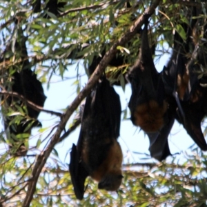 Pteropus poliocephalus at Bega, NSW - 15 Jan 2017