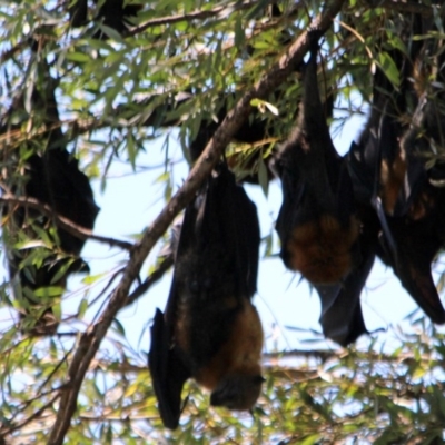 Pteropus poliocephalus (Grey-headed Flying-fox) at Bega, NSW - 14 Jan 2017 by MichaelMcMaster