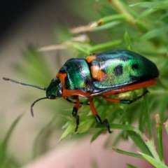 Scutiphora pedicellata (Metallic Jewel Bug) at Kambah, ACT - 14 Dec 2014 by HarveyPerkins